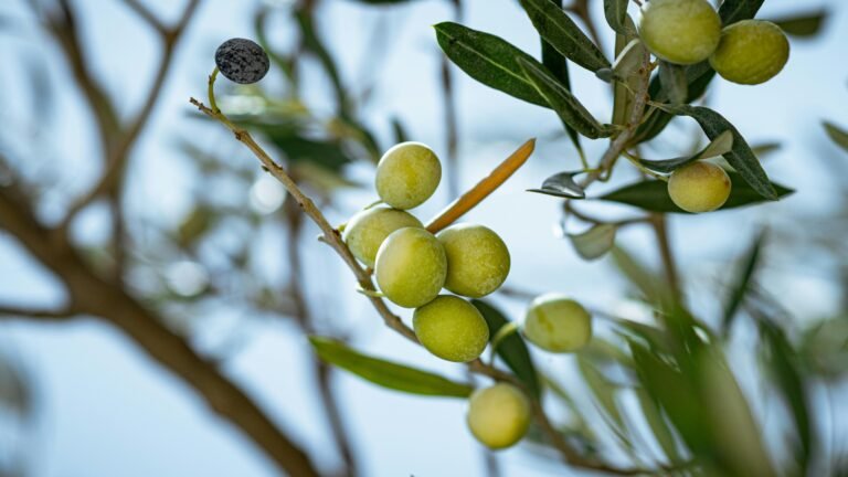 Olea Europaea: Benefits, Uses, and Cultivation of the Olive Tree Olea europaea